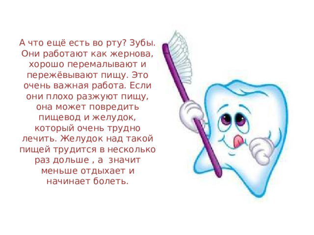 А что ещё есть во рту? Зубы. Они работают как жернова, хорошо перемалывают и пережёвывают пищу. Это очень важная работа. Если они плохо разжуют пищу, она может повредить пищевод и желудок, который очень трудно лечить. Желудок над такой пищей трудится в несколько раз дольше , а значит меньше отдыхает и начинает болеть. 