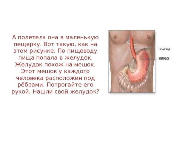 А полетела она в маленькую пещерку. Вот такую, как на этом рисунке. По пищеводу пища попала в желудок. Желудок похож на мешок. Этот мешок у каждого человека расположен под рёбрами. Потрогайте его рукой. Нашли свой желудок? 