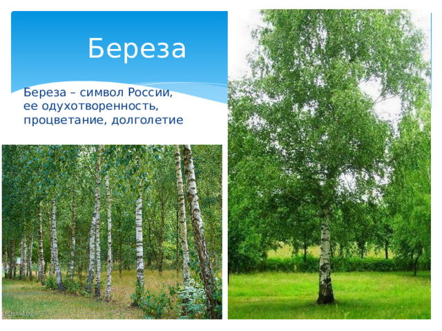 Береза Береза – символ России, ее одухотворенность, процветание, долголетие 