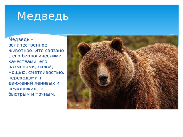 Медведь Медведь – величественное животное. Это связано с его биологическими качествами, его размерами, силой, мощью, сметливостью, переходами т движений ленивых и неуклюжих – к быстрым и точным. 
