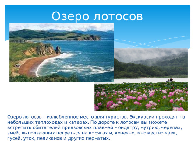 Озеро лотосов Озеро лотосов – излюбленное место для туристов. Экскурсии проходят на небольших теплоходах и катерах. По дороге к лотосам вы можете встретить обитателей приазовских плавней – ондатру, нутрию, черепах, змей, выползающих погреться на корягах и, конечно, множество чаек, гусей, уток, пеликанов и других пернатых. 