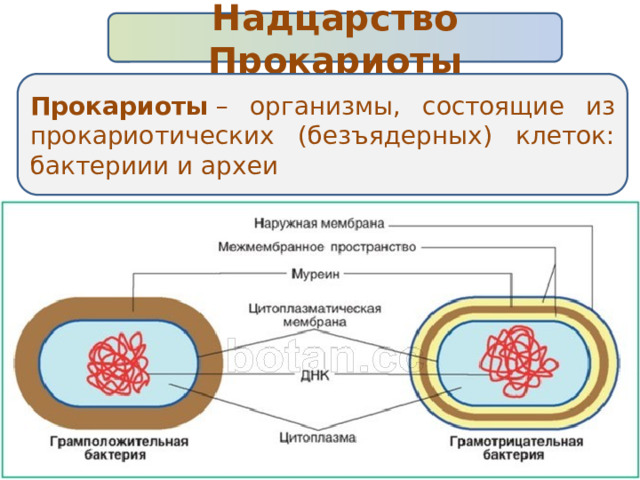 Надцарство Прокариоты Прокариоты  – организмы, состоящие из прокариотических (безъядерных) клеток: бактериии и археи 