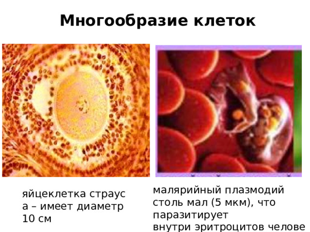 Многообразие клеток  малярийный плазмодий столь мал (5 мкм), что паразитирует внутри эритроцитов человека яйцеклетка страуса – имеет диаметр 10 см 