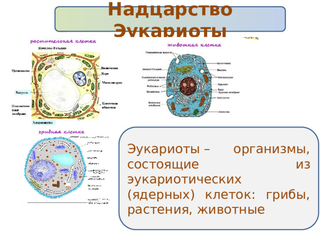 Надцарство Эукариоты Эукариоты – организмы, состоящие из эукариотических (ядерных) клеток: грибы, растения, животные 