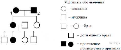 По изображенной на рисунке родословной определите вероятность в процентах рождения у родителей 1 и 2