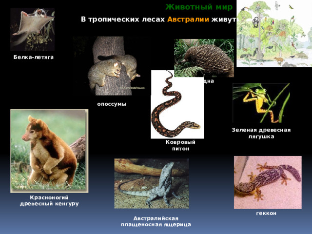Животный мир В тропических лесах Австралии живут: Белка-летяга ехидна опоссумы Зеленая древесная лягушка Ковровый питон Красноногий древесный кенгуру геккон Австралийская плащеносная ящерица 