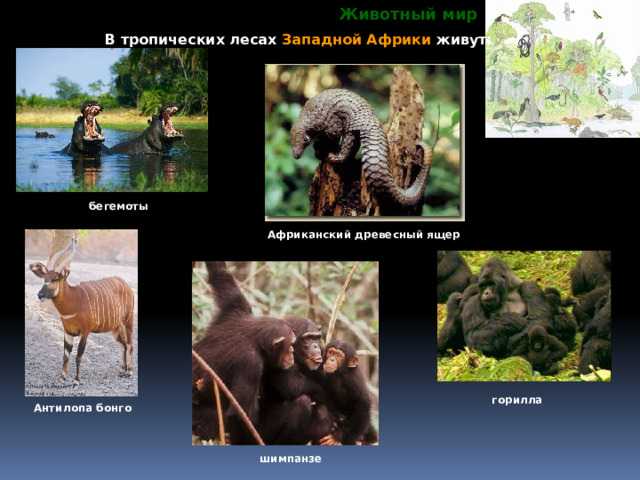 Животный мир В тропических лесах Западной Африки живут: бегемоты Африканский древесный ящер горилла Антилопа бонго шимпанзе 
