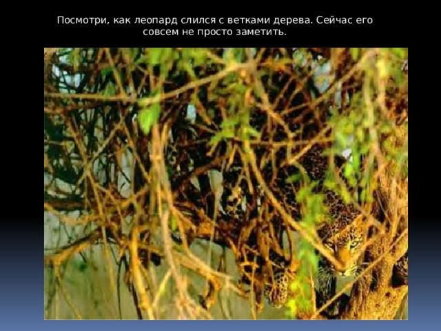 Посмотри, как леопард слился с ветками дерева. Сейчас его совсем не просто заметить. 