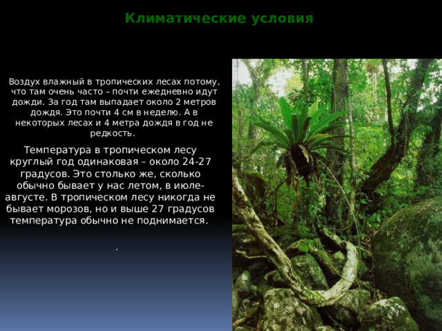 Климатические условия Воздух влажный в тропических лесах потому, что там очень часто – почти ежедневно идут дожди. За год там выпадает около 2 метров дождя. Это почти 4 см в неделю. А в некоторых лесах и 4 метра дождя в год не редкость. Температура в тропическом лесу круглый год одинаковая – около 24-27 градусов. Это столько же, сколько обычно бывает у нас летом, в июле-августе. В тропическом лесу никогда не бывает морозов, но и выше 27 градусов температура обычно не поднимается. . 