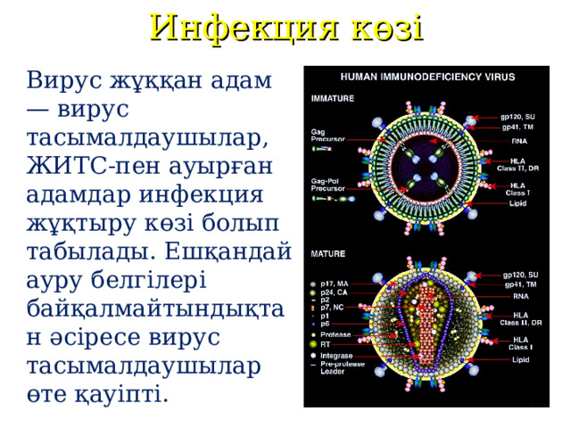 Инфекция көзі Вирус жұққан адам — вирус тасымалдаушылар, ЖИТС-пен ауырған адамдар инфекция жұқтыру көзі болып табылады. Ешқандай ауру белгілері байқалмайтындықтан әсіресе вирус тасымалдаушылар өте қауіпті. 