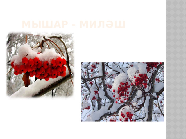 Мышар - миләш 
