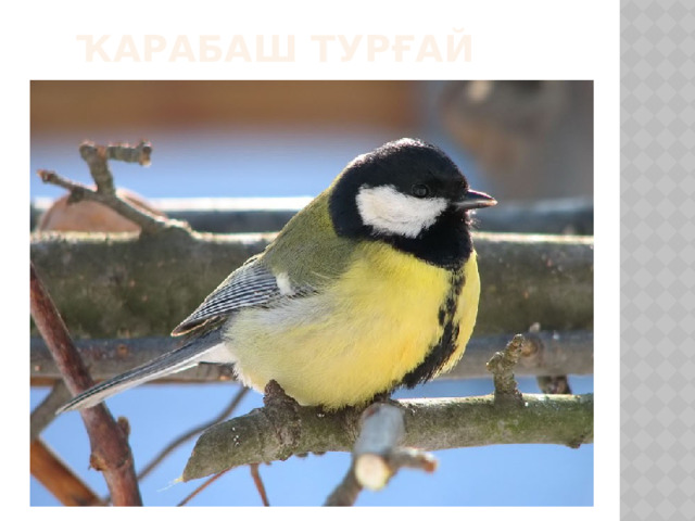 Ҡарабаш турғай 