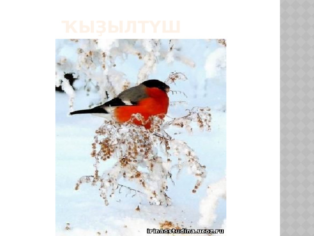 Ҡыҙылтүш  