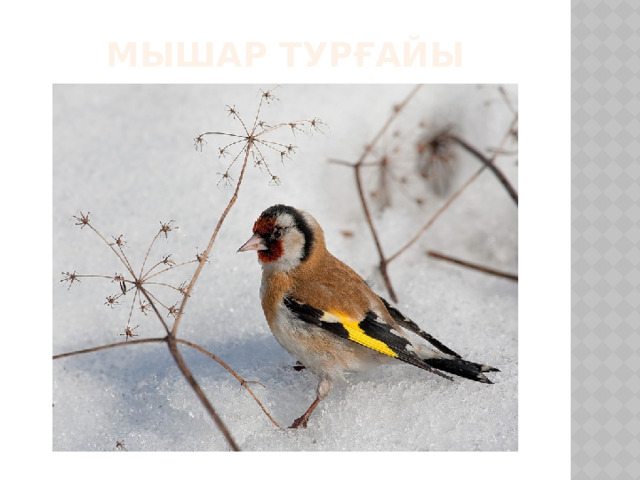 Мышар турғайы 