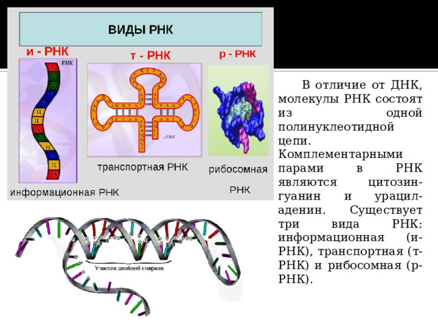 Молекула рнк и информация. Цепочка РНК. Синтез нуклеиновых кислот. РНК состоит из 2 полинуклеотидных цепей.