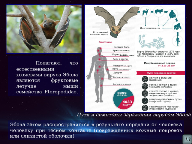  Полагают, что естественными хозяевами вируса Эбола являются фруктовые летучие мыши семейства Pteropodidae. Пути и симптомы заражения вирусом Эбола Эбола затем распространяется в результате передачи от человека человеку при тесном контакте (поврежденных кожные покровов или слизистой оболочки) 13 