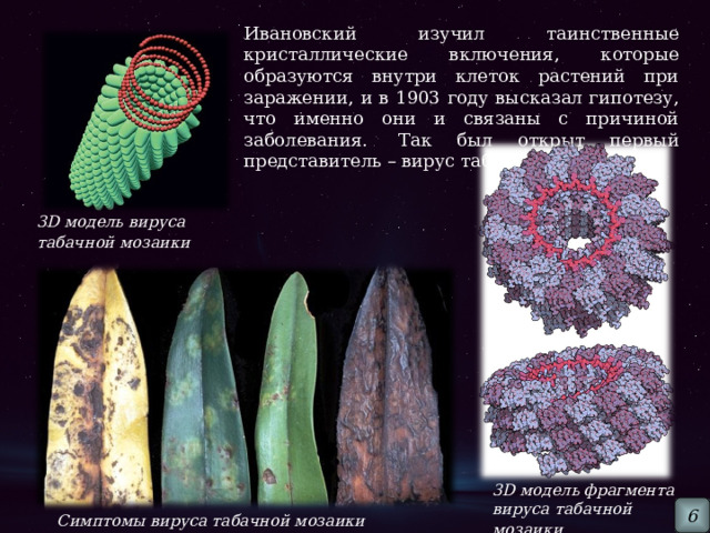 Ивановский изучил таинственные кристаллические включения, которые образуются внутри клеток растений при заражении, и в 1903 году высказал гипотезу, что именно они и связаны с причиной заболевания.  Так был открыт первый представитель – вирус табачной мозаики. 3 D модель вируса табачной мозаики  3 D модель фрагмента вируса табачной мозаики  6 Симптомы вируса табачной мозаики  