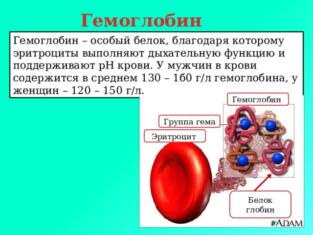 Гемоглобин Гемоглобин – особый белок, благодаря которому эритроциты выполняют дыхательную функцию и поддерживают рН крови. У мужчин в крови содержится в среднем 130 – 1б0 г/л гемоглобина, у женщин – 120 – 150 г/л. Гемоглобин Группа гема Эритроцит Белок глобин 