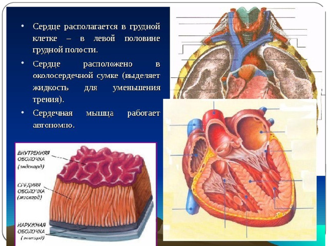Положение сердца в грудной - Telegraph