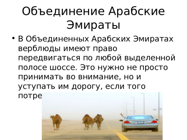 Объединение Арабские Эмираты В Объединенных Арабских Эмиратах верблюды имеют право передвигаться по любой выделенной полосе шоссе. Это нужно не просто принимать во внимание, но и уступать им дорогу, если того потребуют обстоятельства.    