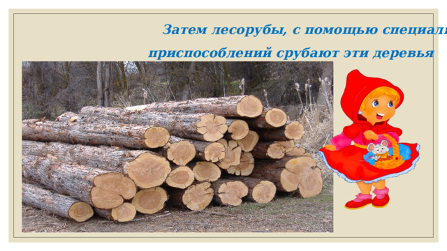 Затем лесорубы, с помощью специальных приспособлений срубают эти деревья 