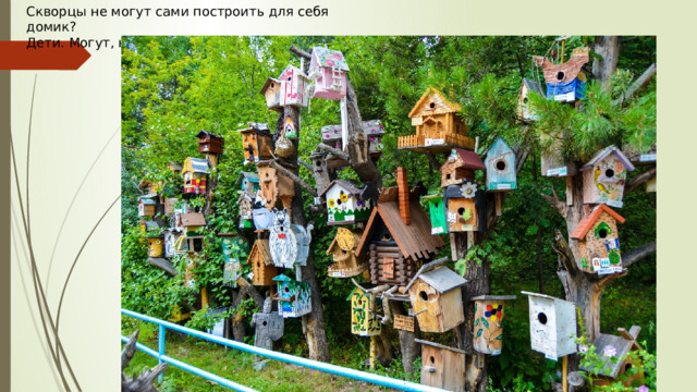 Скворцы не могут сами построить для себя домик? Дети. Могут, но человек должен им помогать. 