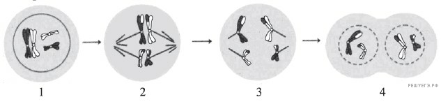 Установите соответствие между признаками и фазами митоза обозначенными цифрами на схеме выше