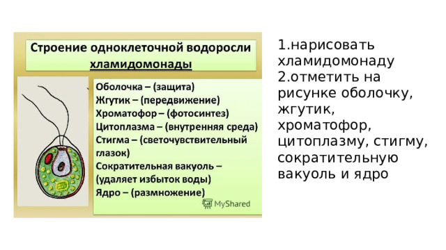 Строение водорослей 7 класс