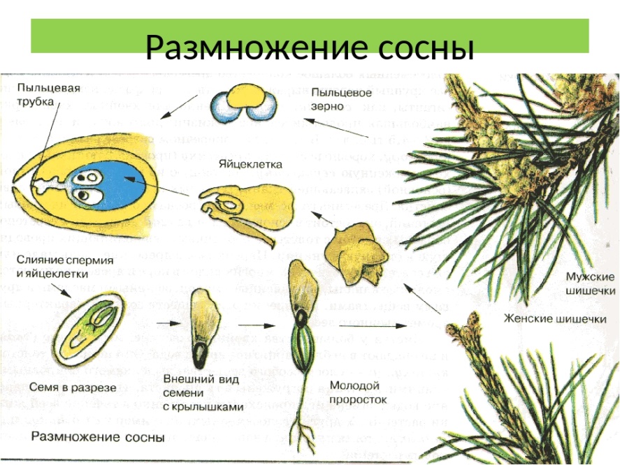 Оплодотворение голосеменных растений схема