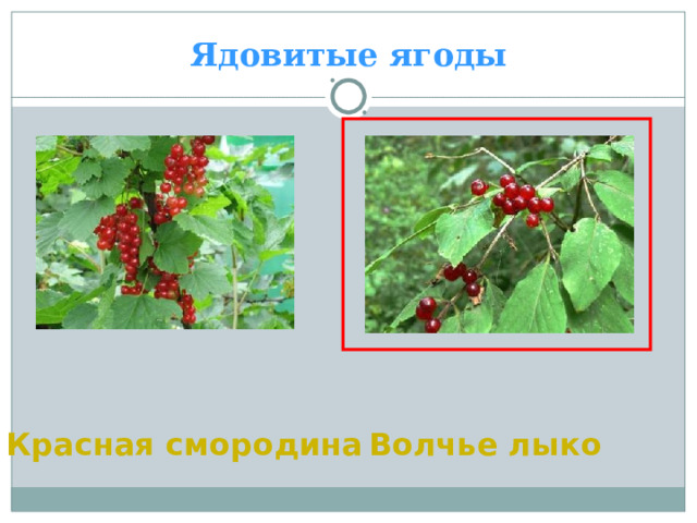 Ядовитые ягоды Волчье лыко Красная смородина  