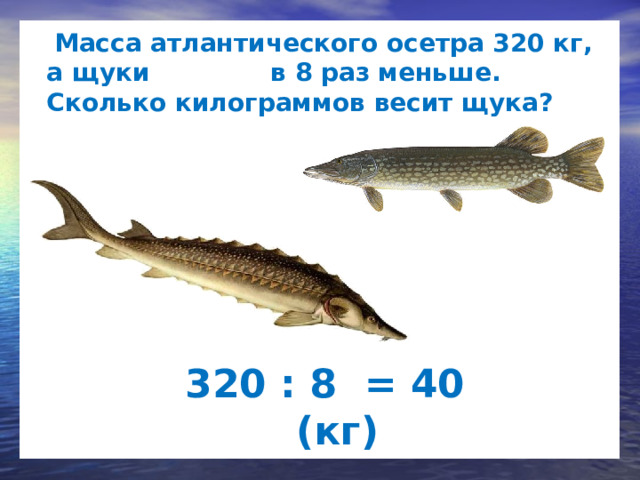  Масса атлантического осетра 320 кг, а щуки в 8 раз меньше. Сколько килограммов весит щука? Максимальная масса животного 320 : 8 = 40 (кг)   
