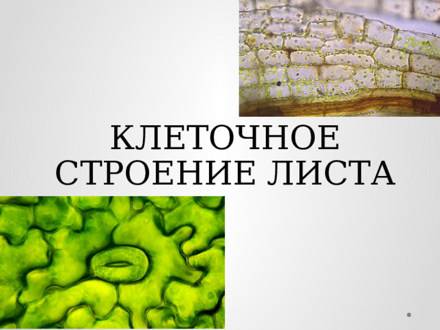 КЛЕТОЧНОЕ СТРОЕНИЕ ЛИСТА 