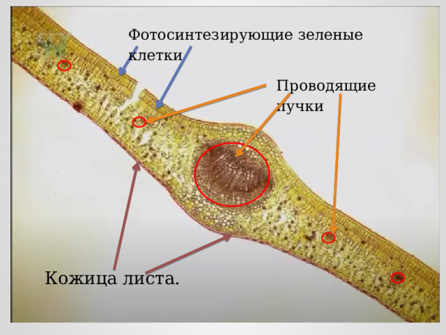 Фотосинтезирующие зеленые клетки Проводящие пучки Кожица листа. 