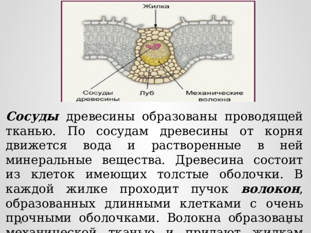 Сосуды древесины образованы проводящей тканью. По сосудам древесины от корня движется вода и растворенные в ней минеральные вещества. Древесина состоит из клеток имеющих толстые оболочки. В каждой жилке проходит пучок волокон , образованных длинными клетками с очень прочными оболочками. Волокна образованы механической тканью и придают жилкам прочность. 