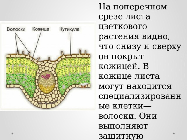 На поперечном срезе листа цветкового растения видно, что снизу и сверху он покрыт кожицей. В кожице листа могут находится специализированные клетки—волоски. Они выполняют защитную функцию, предохраняя лист от высыхания и повреждений. 