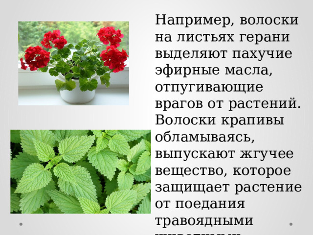 Например, волоски на листьях герани выделяют пахучие эфирные масла, отпугивающие врагов от растений. Волоски крапивы обламываясь, выпускают жгучее вещество, которое защищает растение от поедания травоядными животными. 