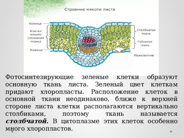 Основная ткань листа. Фотосинтезирующая ткань листа. Картинка ткани листа. Где находятся клетки столбчатой ткани листа.