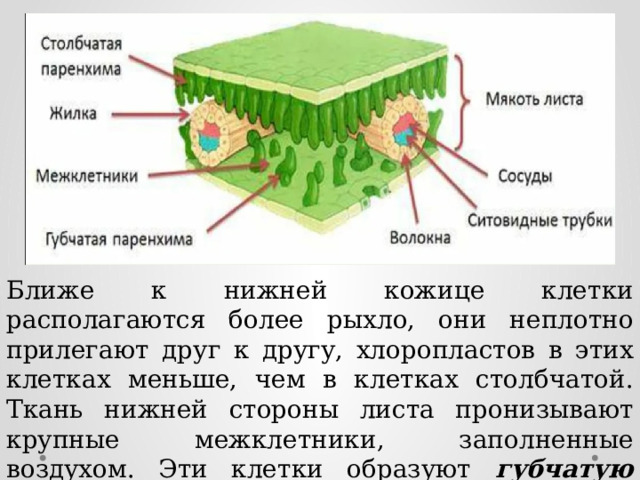 Ближе к нижней кожице клетки располагаются более рыхло, они неплотно прилегают друг к другу, хлоропластов в этих клетках меньше, чем в клетках столбчатой. Ткань нижней стороны листа пронизывают крупные межклетники, заполненные воздухом. Эти клетки образуют губчатую основную ткань. 