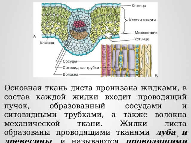 Механическая ткань жилки листа. Основная ткань листа. Поперечный срез листа алоэ. Жилки листа сосуды ситовидные трубки. Рисунок поперечного среза листа алоэ.