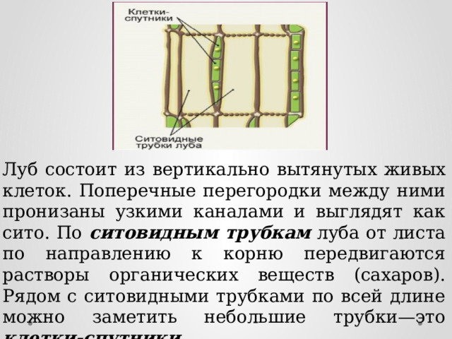 Луб состоит из вертикально вытянутых живых клеток. Поперечные перегородки между ними пронизаны узкими каналами и выглядят как сито. По ситовидным трубкам луба от листа по направлению к корню передвигаются растворы органических веществ (сахаров). Рядом с ситовидными трубками по всей длине можно заметить небольшие трубки—это клетки-спутники . 