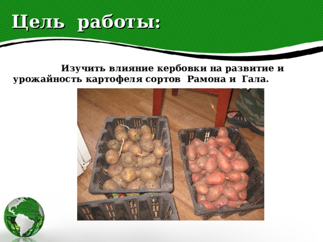 Цель работы:  Изучить влияние кербовки на развитие и урожайность картофеля сортов Рамона и Гала. 