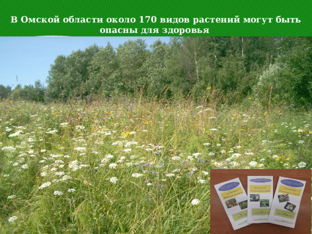 В Омской области около 170 видов растений могут быть опасны для здоровья 