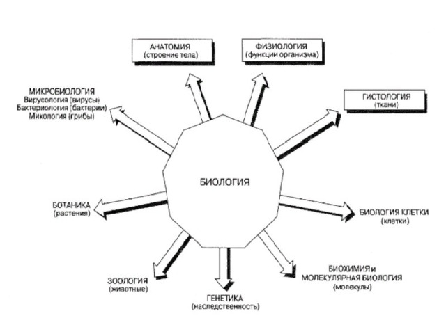 Схема биологические науки