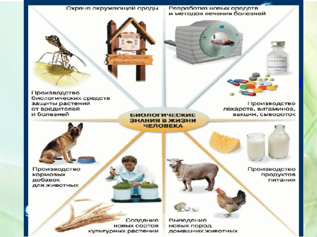 Презентация на тему биология в жизни каждого