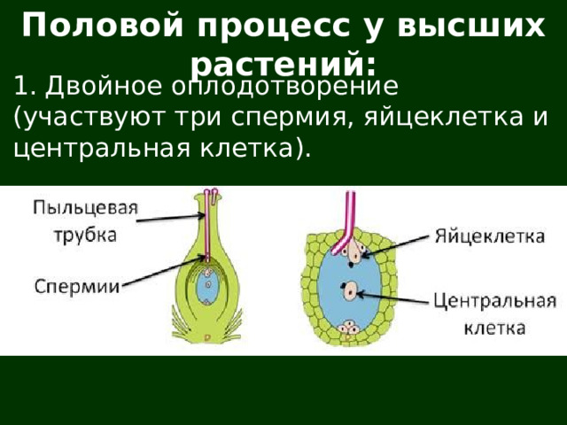 При слиянии спермия с центральной клеткой образуется. Спермии. Спермия.