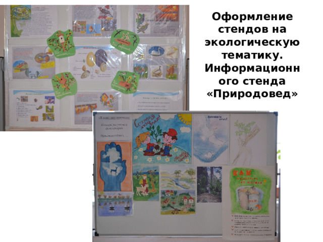 Оформление стендов на экологическую тематику. Информационного стенда «Природовед» 