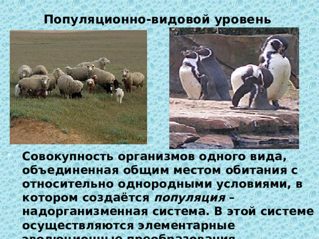 Популяционно-видовой уровень   Совокупность организмов одного вида, объединенная общим местом обитания с относительно однородными условиями, в котором создаётся популяция – надорганизменная система. В этой системе осуществляются элементарные эволюционные преобразования. . 