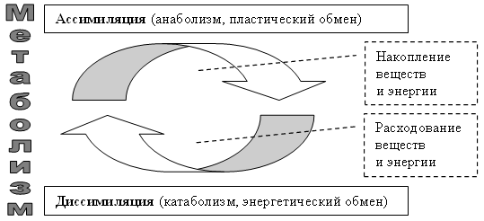 Ассимиляция и диссимиляция метаболизм презентация