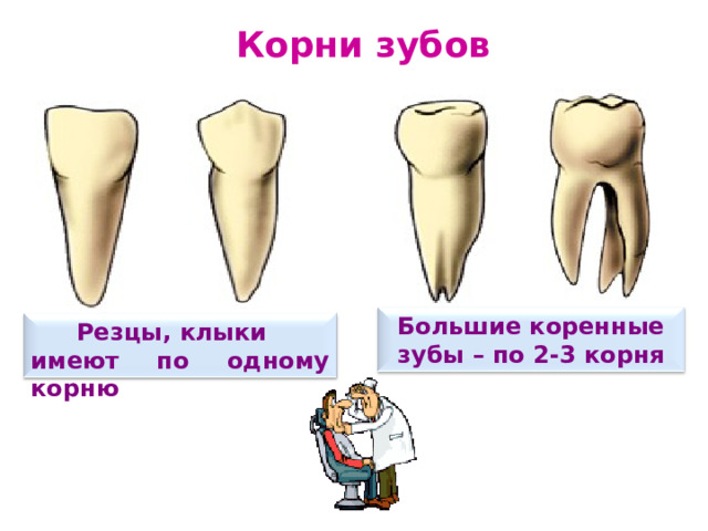 Корни зубов Большие коренные зубы – по 2-3 корня Резцы, клыки имеют по одному корню 