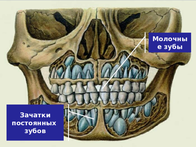Молочные зубы Зачатки постоянных зубов 